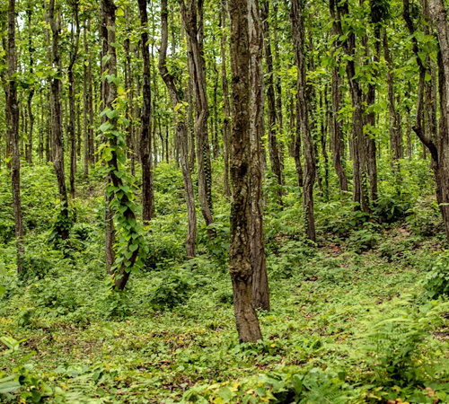 Wildlife & Tea Gardens of Dooars – 5 Days / 4 Nights Tour Package